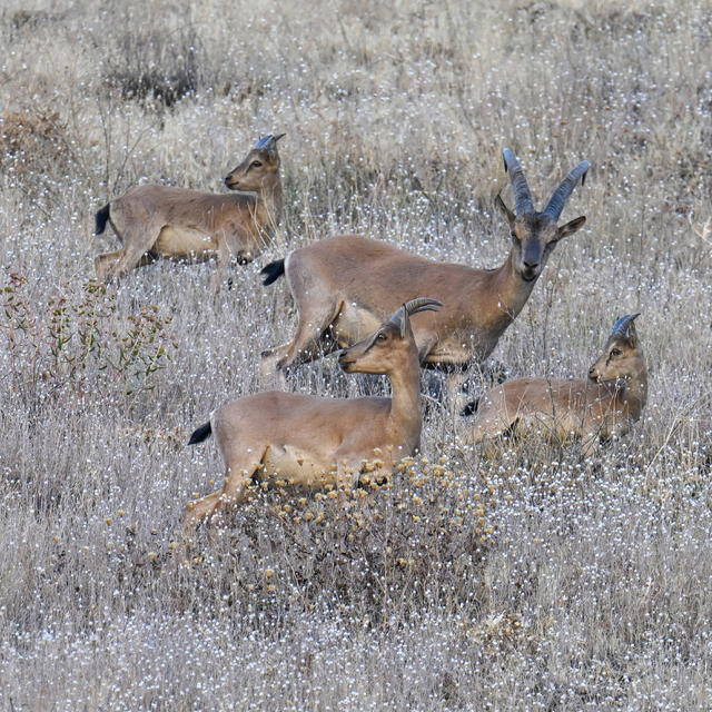 Hakkari'de koruma altındaki dağ keçileri dronla görüntülendi