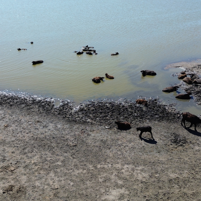Kızılırmak Deltası Kuş Cenneti önemli bir manda varlığını barındırıyor