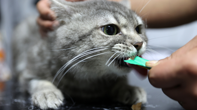 Yediği gıdadan zehirlenen sahipsiz kedi "dört ayağının üzerine düşünce" sağlığına kavuştu