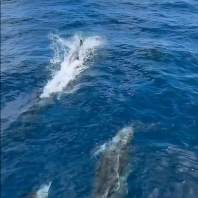 Saros'ta tekneyle yarışan yunus sürüsü kamerada