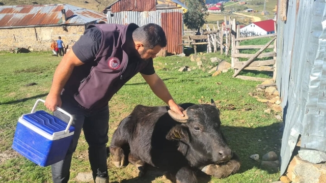 Espiye'de şap aşısı ve küpeleme çalışması yapıldı