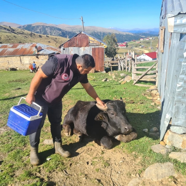 Espiye'de şap aşısı ve küpeleme çalışması yapıldı