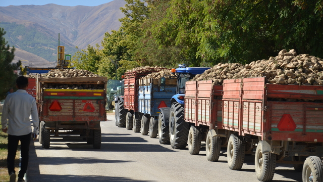 Muş'ta şeker pancarı alımı başladı