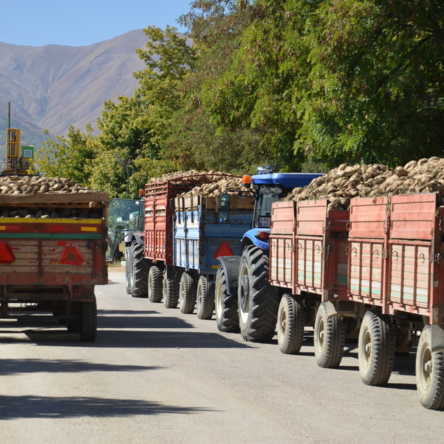 Muş'ta şeker pancarı alımı başladı