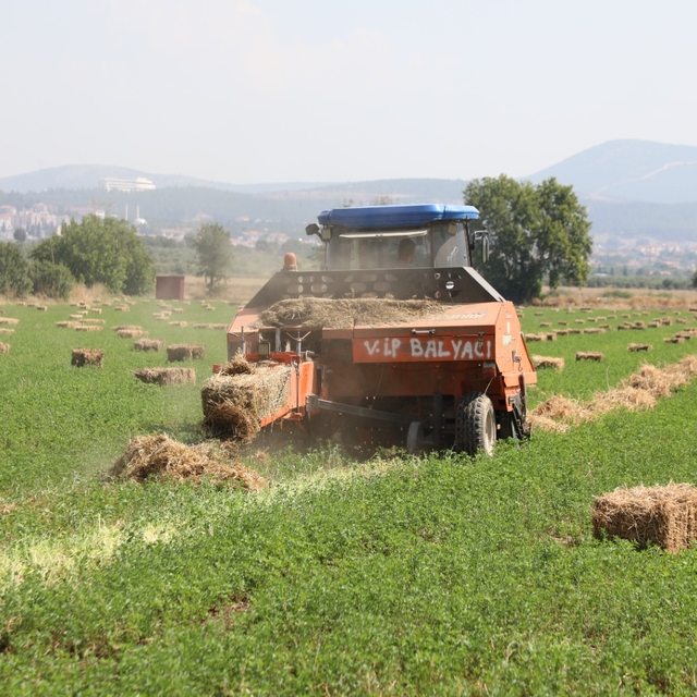 Muğla'da üreticilere ücretsiz yem bitkisi tohumu desteği