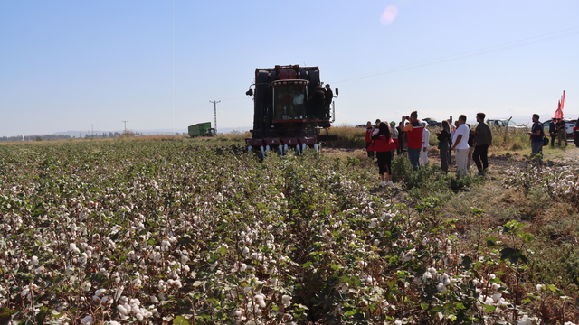 Hatay'da pamuk hasadı başladı
