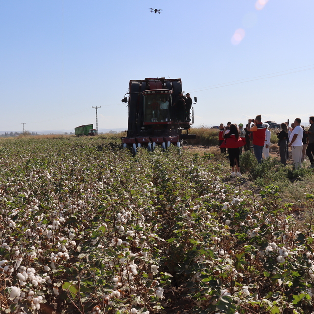 Hatay'da pamuk hasadı başladı