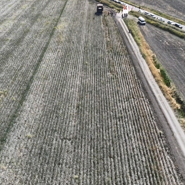 Hatay'da pamuk hasadı başladı