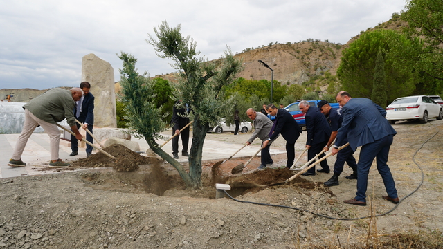 Osmancık'ta vakıf arazisine asırlık zeytin ağaçları dikildi