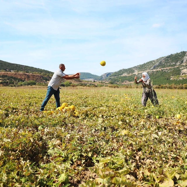 Muğla'da inilerek ulaşılan Karabağlar Yaylası'nda kavun hasadı yapıldı