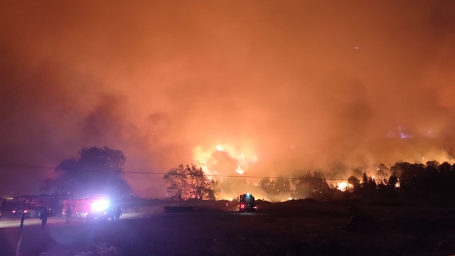 Bursa'da orman yangını