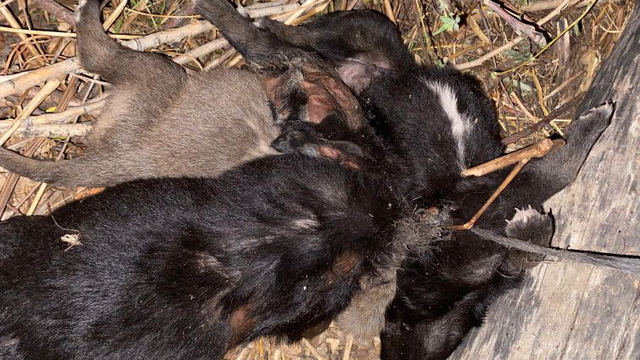 Tokat'ta vahşet; 3 yavru köpek birbirlerine iple bağlanarak boğulmuş halde bulundu