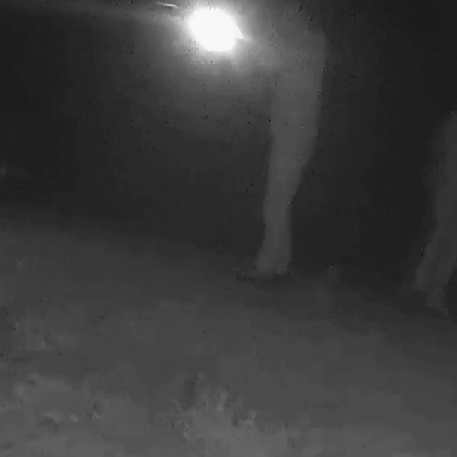 Ormanda bozayı vuran kaçak avcılara toplam 170 bin TL ceza