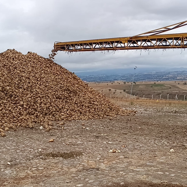 Samsun'da şeker pancarı hasadı başladı