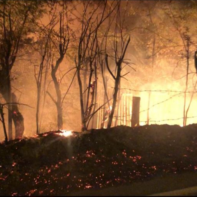 Erdek'te yol kenarındaki ağaçlar yandı