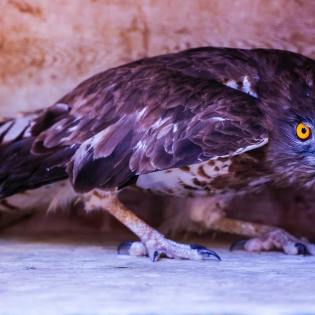 Antalya'da tedavisi tamamlanan yılan kartalı doğaya salınacak