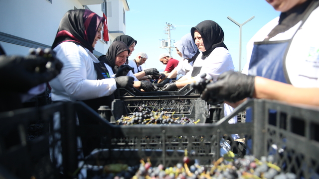 Ordu'nun tescilli üzüm suyu sofraları lezzetlendiriyor