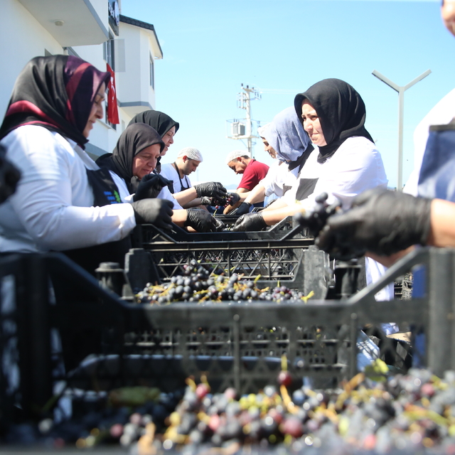 Ordu'nun tescilli üzüm suyu sofraları lezzetlendiriyor
