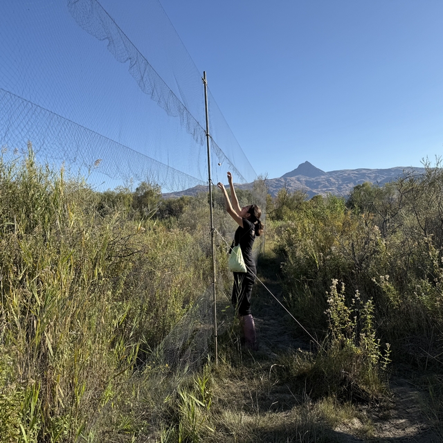 Sonbaharın gelişiyle Iğdır'da kuzeyden güneye göçen kuş sayısında artış yaş...