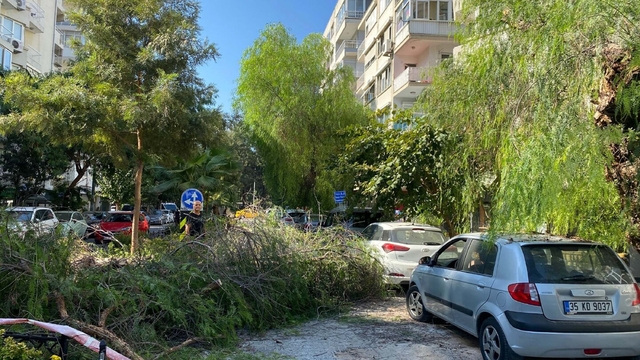 Park halindeki otomobilin üzerine ağaç devrildi
