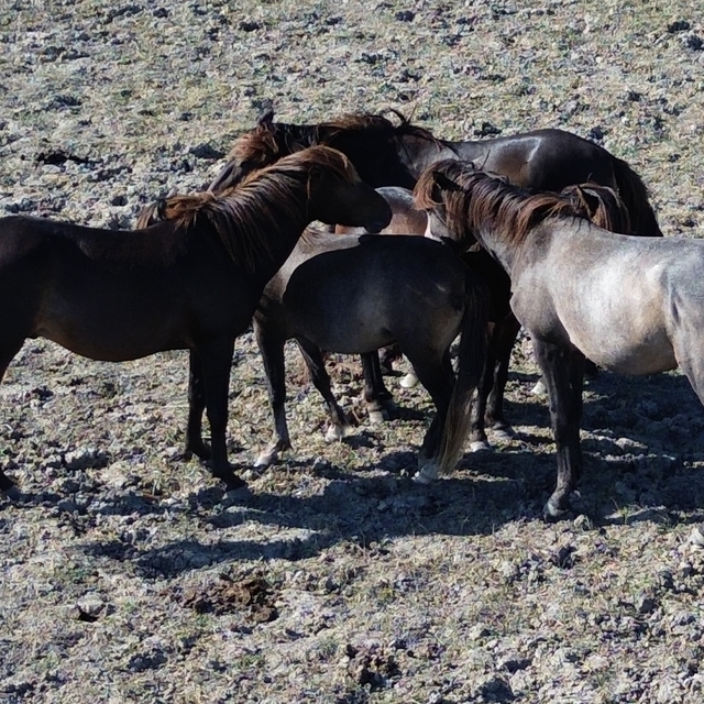 Kızılırmak Deltası Kuş Cenneti'nde yaklaşık 450 yılkı atı yaşıyor