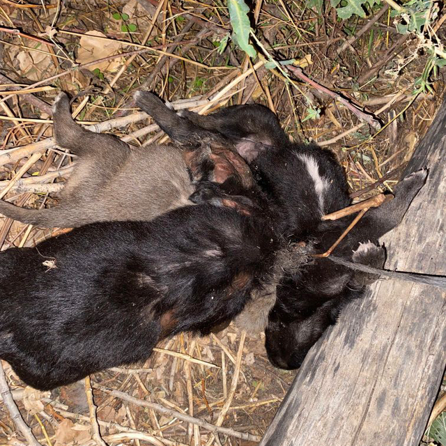 Ölü bulunan 4 köpek yavrusu, saman ipine dolanmış