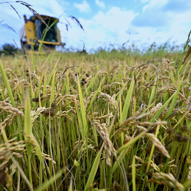 Üreticilere devlet desteği tescili Konuralp pirincinin ekim alanını artırdı