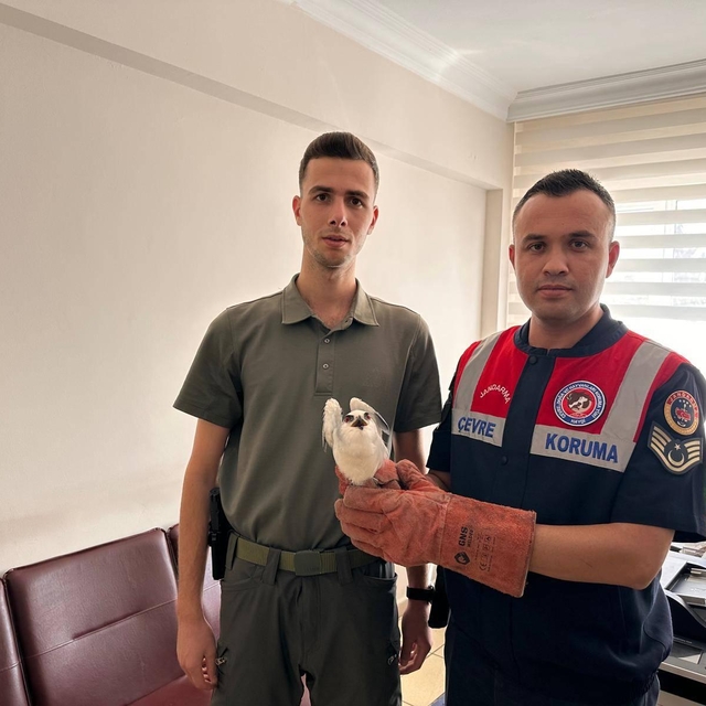 Kilis'te yaralı bulunan ak çaylak kuşu koruma altına alındı