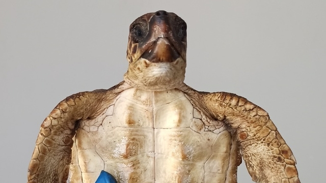 Hatay'da yaralı bulunan 2 şahin gagalı kaplumbağa telef oldu