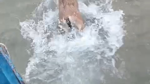 Baraj gölüne düşen dağ keçisini balıkçılar kurtardı; o anlar kamerada