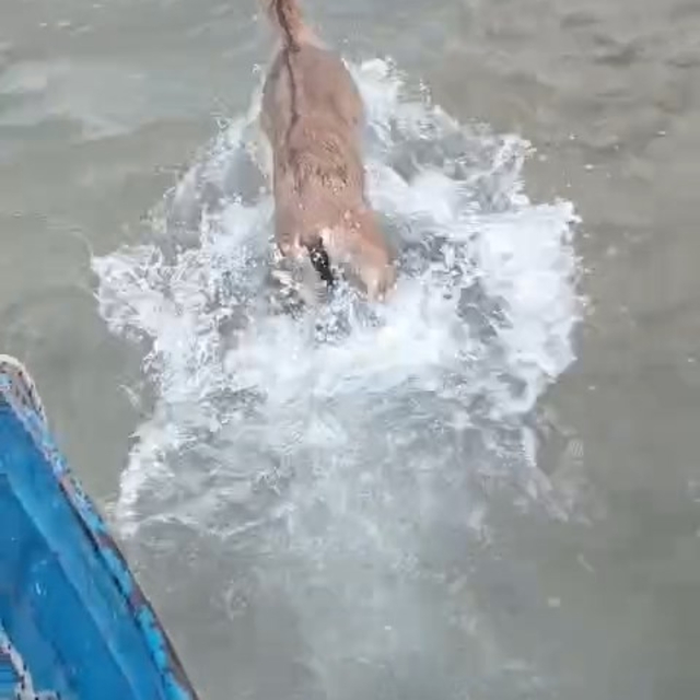 Baraj gölüne düşen dağ keçisini balıkçılar kurtardı; o anlar kamerada