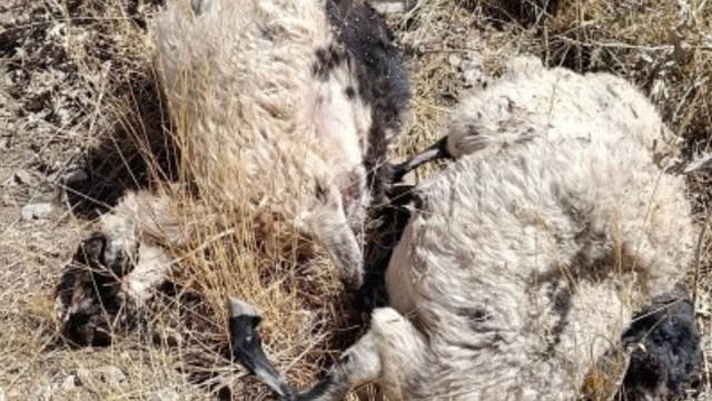 Van'da kurtların saldırdığı sürüde 70'ten fazla koyun öldü