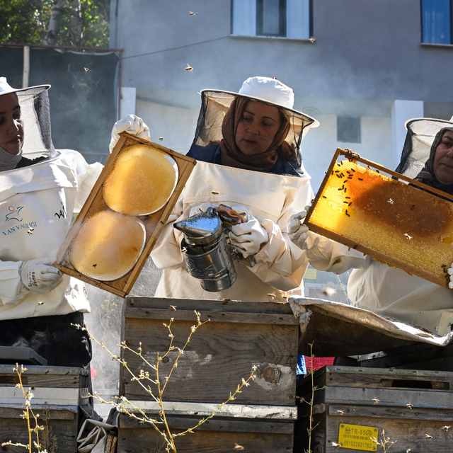 Devlet desteğiyle arıcılığa başlayan kadınlar merada kara kovan balı üretiy...