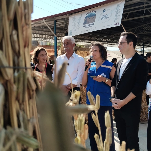 Muğla'da coğrafi işaretli Gökova susamı hasat edildi