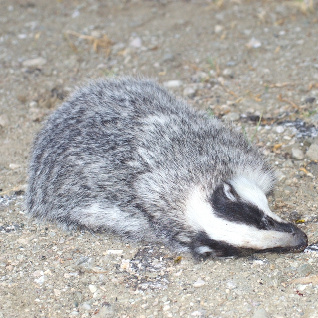 Isparta'da nesli tehlikede olan porsuk araç çarpması sonucu öldü