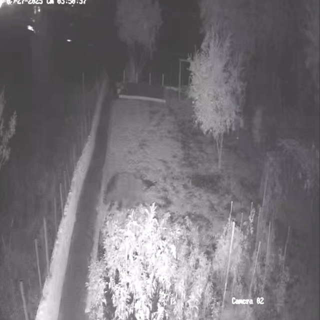 Bahçeye giren bozayı tellere zarar verdi