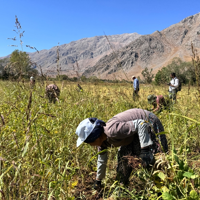 İhraç da edilen Ovacık fasulyesi, kadınların el emeğiyle toplanmaya başladı