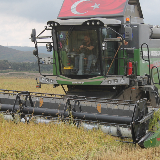 Manyas'ta çeltik hasadı başladı