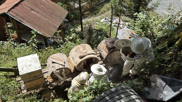 Coğrafi işaret tescilli Ayder balında hasat mesaisi