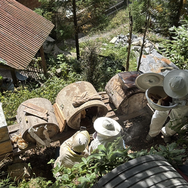 Coğrafi işaret tescilli Ayder balında hasat mesaisi
