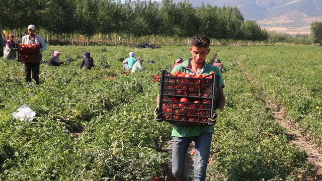 Tokat'taki tarlalarda domates hasadı sürüyor
