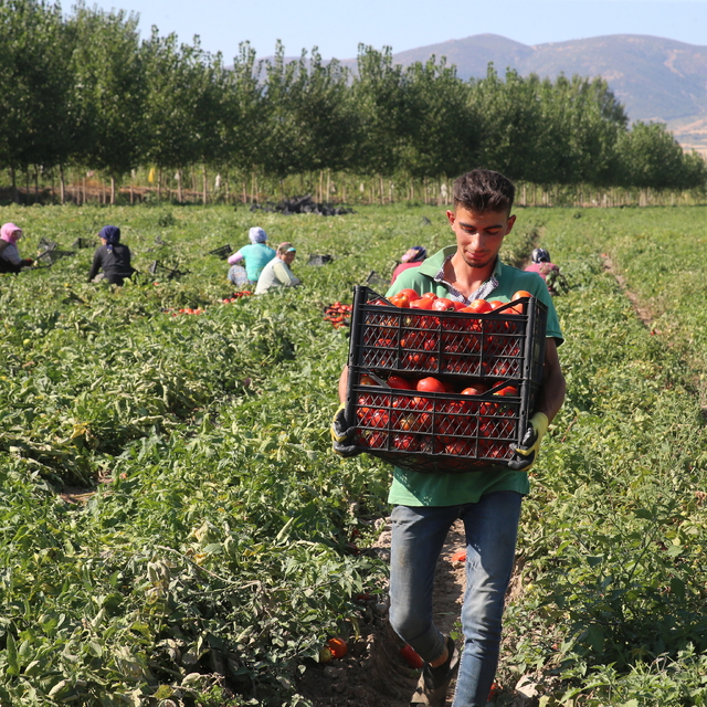 Tokat'taki tarlalarda domates hasadı sürüyor