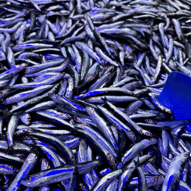 Hamsinin geleceği için 6 ülkeye ortak karar çağrısı