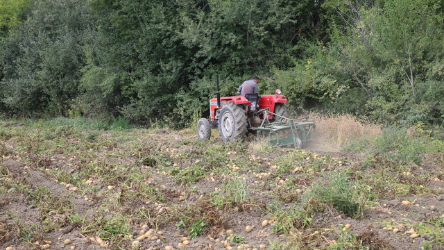 Tokat'ta tarlalarda patates hasadı