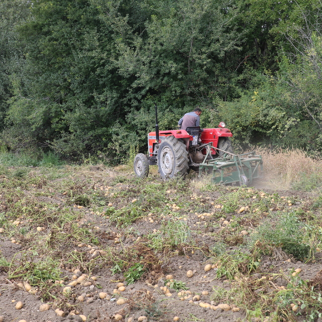 Tokat'ta tarlalarda patates hasadı