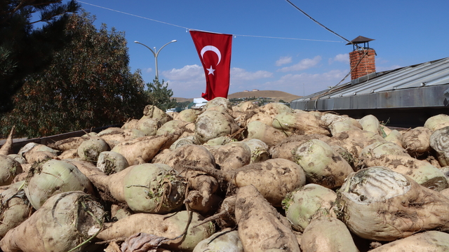 Van'da şeker pancarı alım kampanyası başladı