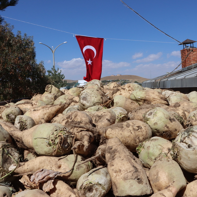 Van'da şeker pancarı alım kampanyası başladı