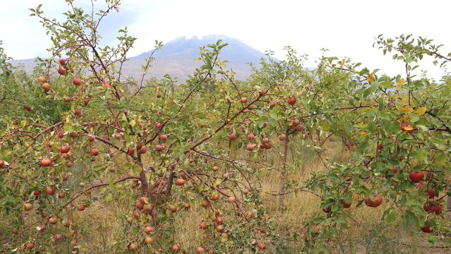 Ağrı Dağı manzaralı meyve bahçesinde elma hasadı başladı