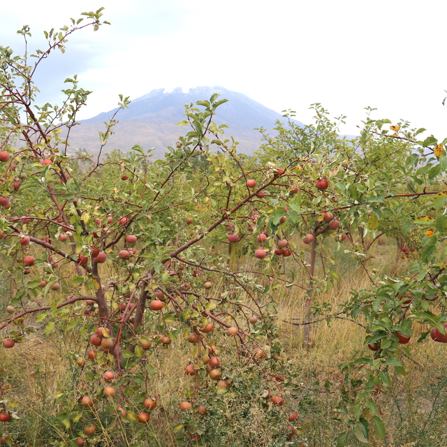 Ağrı Dağı manzaralı meyve bahçesinde elma hasadı başladı