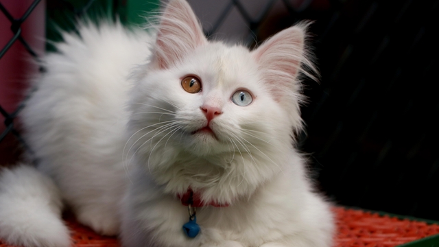 Van'da Kedi Villası'nda doğum sezonu tamamlandı